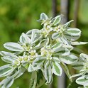 Euphorbia marginata 'Summer Icicle' (3)
